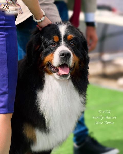 Ewer Family Mascot Serce Domu