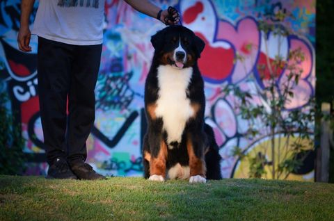 Family Mascot Ace In The Hole Zlata — фото 9