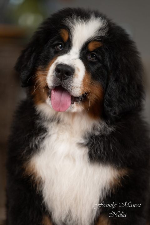 Nelia