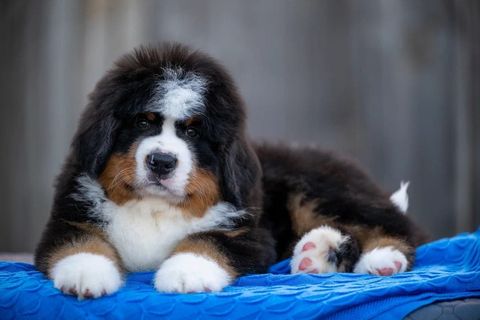 Family Mascot Zhustus