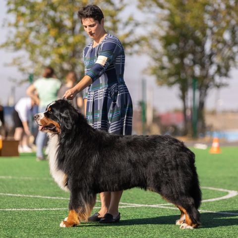 Family Mascot Zhustus — фото 62